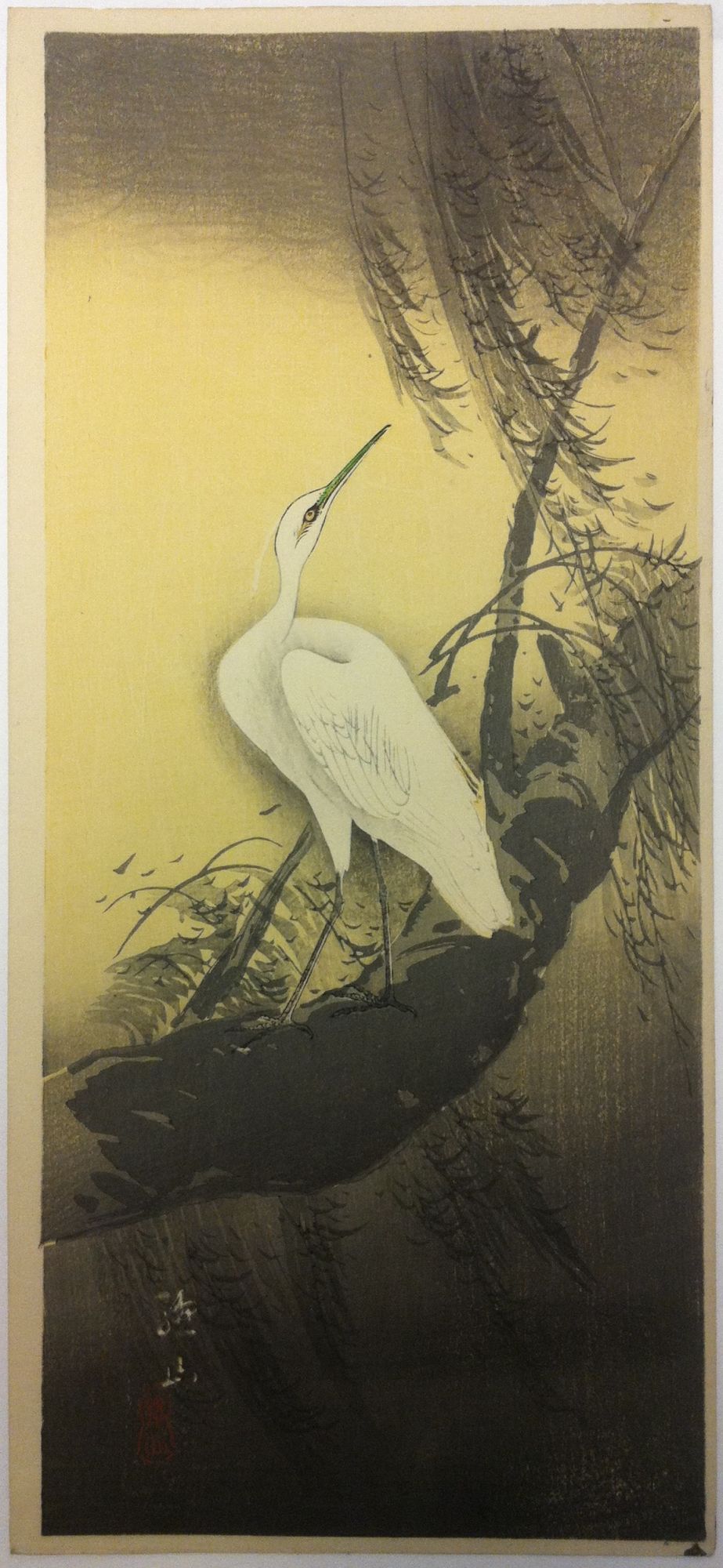 Snowy Egret on Willow Branch. c.1920