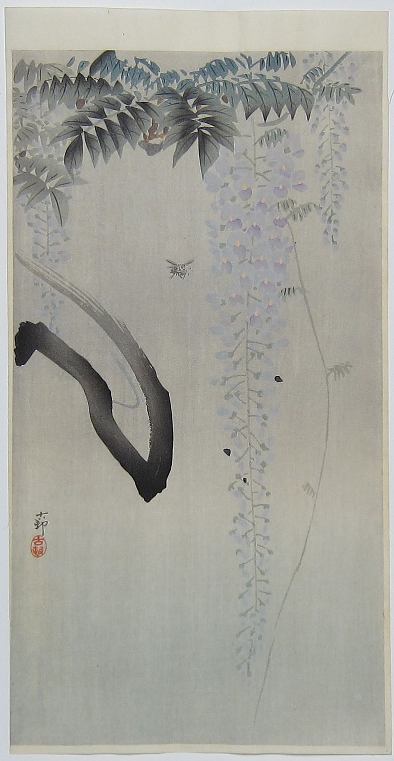 Insect next to flowering wisteria. c.1910